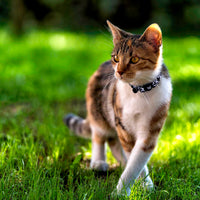 Safe Cat Fashion Adjustable Breakaway Collar 3/8"x 08"-12" Blue Leopard