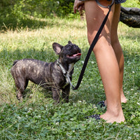 
              Reflective Biothane Martingale Collar
            