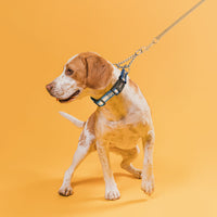 
              Reflective Biothane Martingale Collar with Quick Release Buckle
            