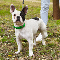 
              Biothane Adjustable Martingale Collar with Metal Buckle
            