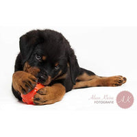 
              Jolly Pets Orange Jolly Jumper Ball Dog Toy 3 in
            