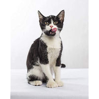 
              Nulo Adult & Kitten Canned Wet Cat Food (Chicken & Herring Recipe, 5.5 Oz, Case Of 24)
            