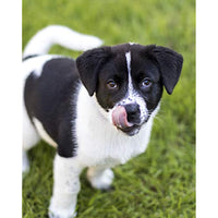 
              Nulo Frontrunner Dog Food for Puppies with Chicken 23 lbs
            