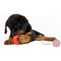
              Jolly Pets Orange Jolly Jumper Ball Dog Toy 3 in
            