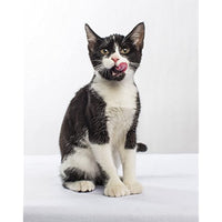 
              Nulo Adult & Kitten Grain Free Dry Cat Food With Bc30 Probiotic (Turkey, 5Lb Bag)
            