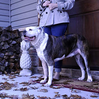 Coastal Pet Titan Dog Prong Training Collar Chrome Plated Fine 2.0mm x 14-inches Girth (1-Unit)