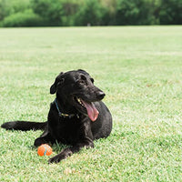 
              ChuckIt! Tennis Ball, Orange, Large, Shrink Sleeve 2-Pack
            