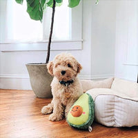 
              ZippyPaws - NomNomz Plush Squeaker Dog Toy for The Foodie Pup - Avocado
            