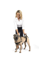 
              PetSafe CareLift Support Harness - Full Body Lifting Aid with Handle & Shoulder Strap - Great for Pet Mobility & Older Dogs to Help Them Up - Comfortable, Breathable Material - Easy to Adjust - Large
            