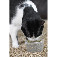 
              Our Pets Premium North-American Grown Catnip, 1/2-Ounce Cup (1050011697)
            