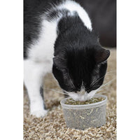 Our Pets Premium North-American Grown Catnip, 1/2-Ounce Cup (1050011697)