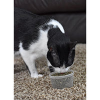 
              Our Pets Premium North-American Grown Catnip, 1/2-Ounce Cup (1050011697)
            