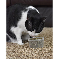 
              Our Pets Premium North-American Grown Catnip, 1/2-Ounce Cup (1050011697)
            