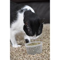 Our Pets Premium North-American Grown Catnip, 1/2-Ounce Cup (1050011697)