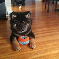 
              Chuckit! Canine Hardware Indoor Roller Dog Toy
            
