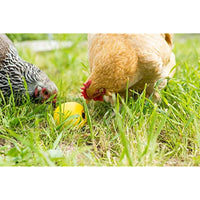 
              Lixit Chicken Feeder Toy (1 Pack)
            