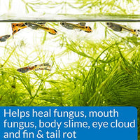 
              API FUNGUS CURE Freshwater Fish Powder Medication 10-Count Box
            