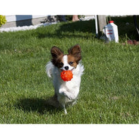 
              Jolly Pets Orange Jolly Jumper Ball Dog Toy 3 in
            