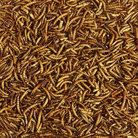 
              Kaytee 100508146 Mealworm Food Pouch, 17.6 Ounce, None
            