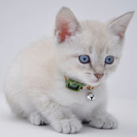 
              Coastal Safe Cat Lil Pals Adjustable Breakaway Kitten Collar with Bell Green Dots 5/16" x 06"-08"
            