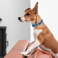 
              Viper Biothane Waterproof Dog Collar - Brass Hardware
            