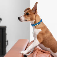 Viper Biothane Waterproof Dog Collar - Brass Hardware