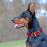 Viper Biothane Waterproof Dog Collar - Brass Hardware