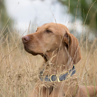 
              Viper Biothane Waterproof Dog Collar - Brass Hardware
            