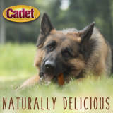 Cadet Gourmet Bully Stick Extra Thick 12 inch